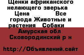 Щенки африканского нелающего зверька  › Цена ­ 35 000 - Все города Животные и растения » Собаки   . Амурская обл.,Сковородинский р-н